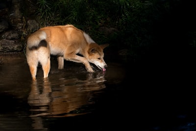 棕色的狗站在小溪边喝水